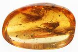 Three Fossil Caddisflies (Trichoptera) In Baltic Amber #346406-1